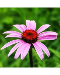 Echinacée Echinacea Purpurea Papallo Classic Rose