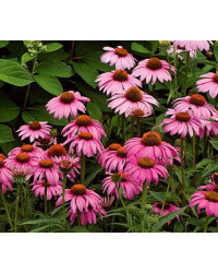 Echinacée Echinacea Purpurea Papallo Classic Rose