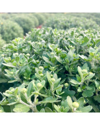 Pomponnette Chrysanthème Blanc