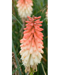 Kniphollia Uvaria Popsicle Orangee Vanillia