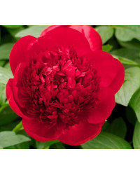 Pivoine Paeonia Lactiflora Red Charm