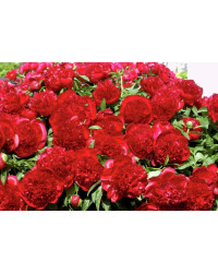 Pivoine Paeonia Lactiflora Red Charm