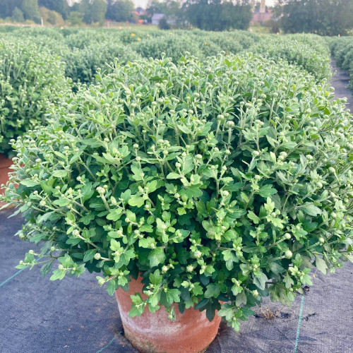 Jardinière Chrysanthème, Carex, Calluna, Pensée, Choux