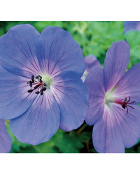 Géranium Vivace Rozanne Hybride