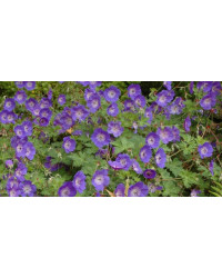 Géranium Vivace Rozanne Hybride