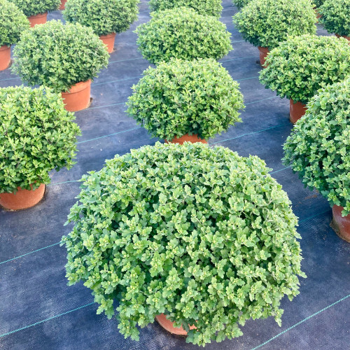 Pomponnette Chrysanthème Orange