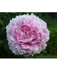 Pivoine Paeonia Lactiflora Sarah Bernhardt