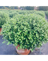 Pomponnette Chrysanthème Rouge