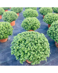Pomponnette Chrysanthème Rouge