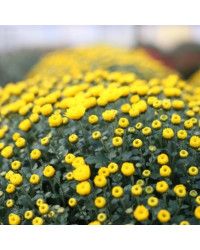 Pomponnette Chrysanthème Jaune