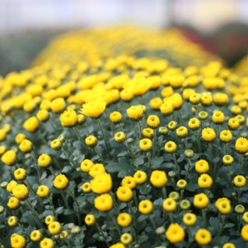 Pomponnette Chrysanthème Jaune