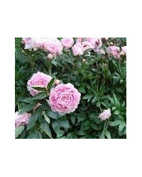 Pivoine Paeonia Lactiflora Sarah Bernhardt