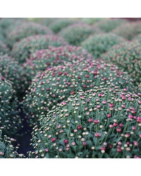 Pomponnette Chrysanthème Mauve