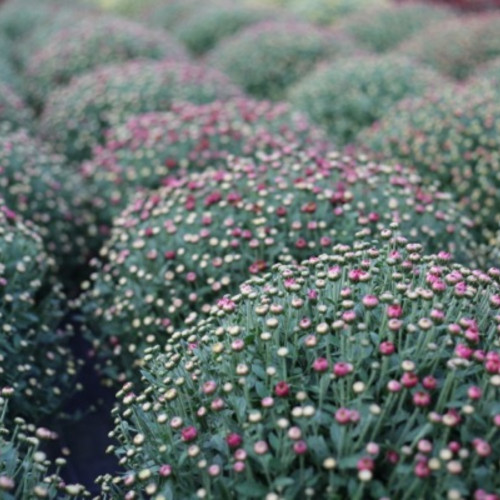 Pomponnette Chrysanthème Mauve