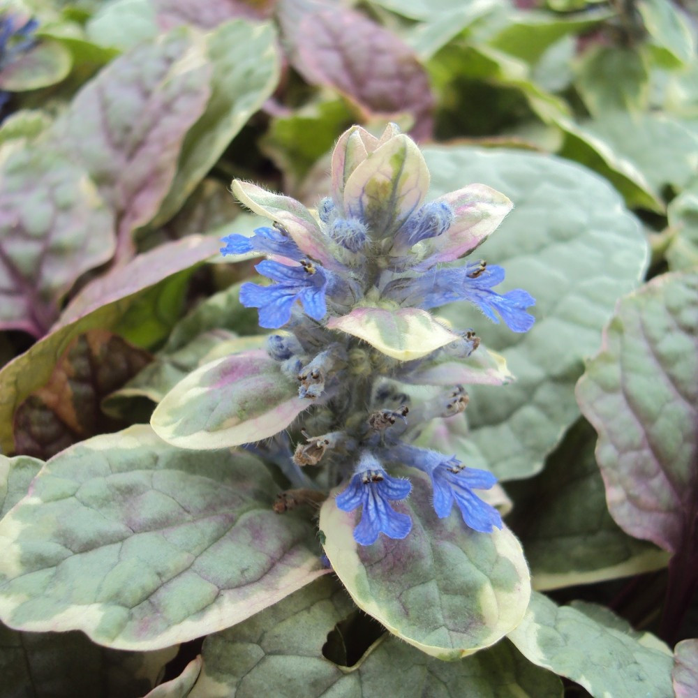 Ajuga Reptans