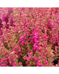 Bruyère vivace Erica Gracilis