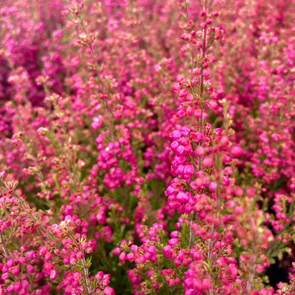 Bruyère vivace Erica Gracilis