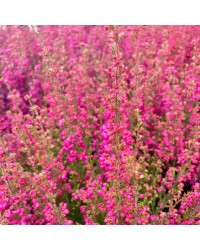 Bruyère vivace Erica Gracilis