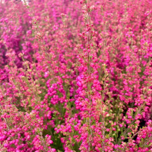 Bruyère vivace Erica Gracilis