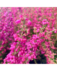 Bruyère vivace Erica Gracilis
