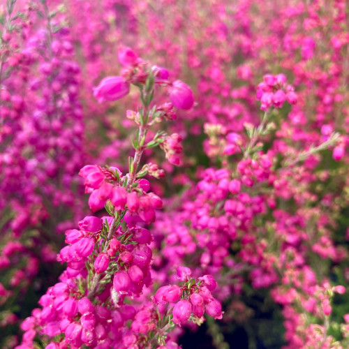 Bruyère vivace Erica Gracilis