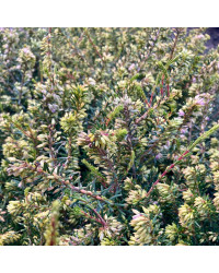 Bruyère Erica Darleyensis rose