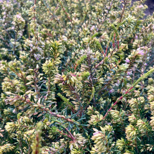 Bruyère Erica Darleyensis rose