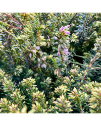 Bruyère Erica Darleyensis rose