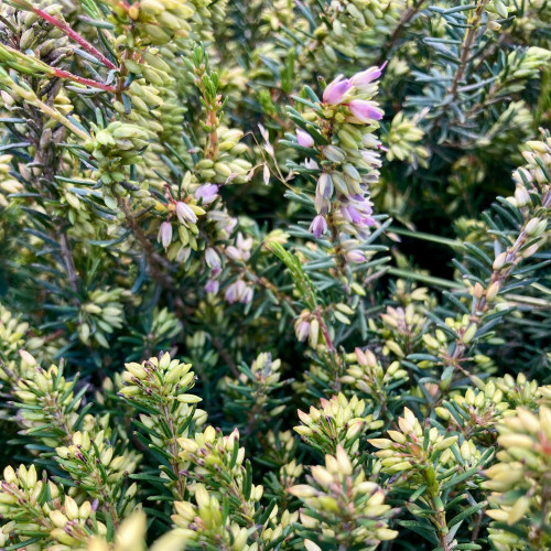 Bruyère Erica Darleyensis rose