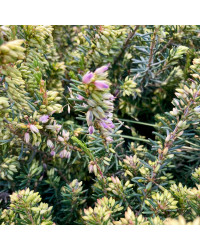 Bruyère Erica Darleyensis rose