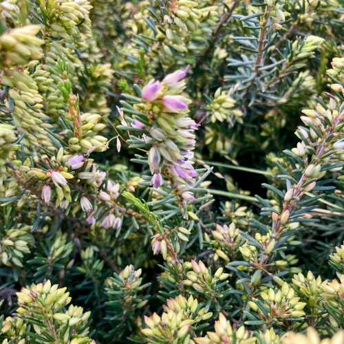 Bruyère Erica Darleyensis rose