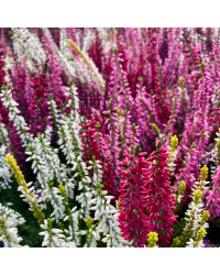 Bruyère Calluna Tricolore