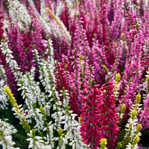 Bruyère Calluna Tricolore