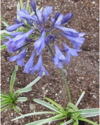 Agapanthe Agapanthus Sivermoon