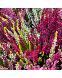 Bruyère Calluna Tricolore