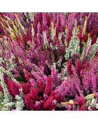 Bruyère Calluna Tricolore