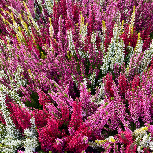 Bruyère Calluna Tricolore