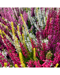 Bruyère Calluna Tricolore