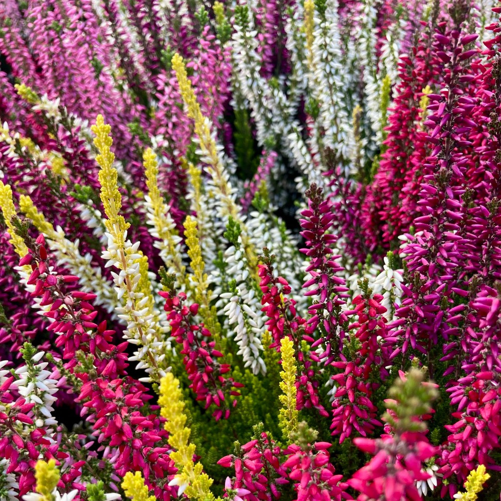 Bruyère Calluna Tricolore