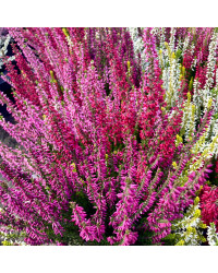 Bruyère Calluna Tricolore