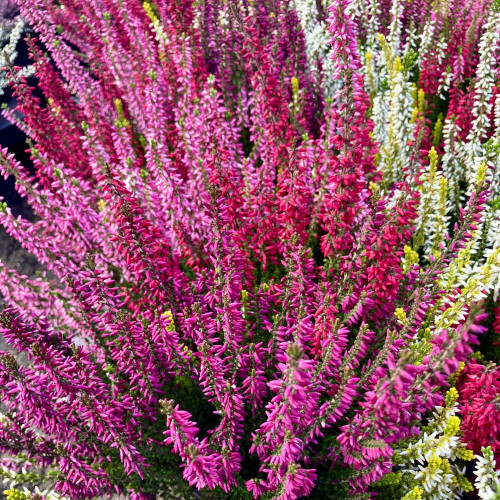 Bruyère Calluna Tricolore