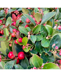 Gaultheria