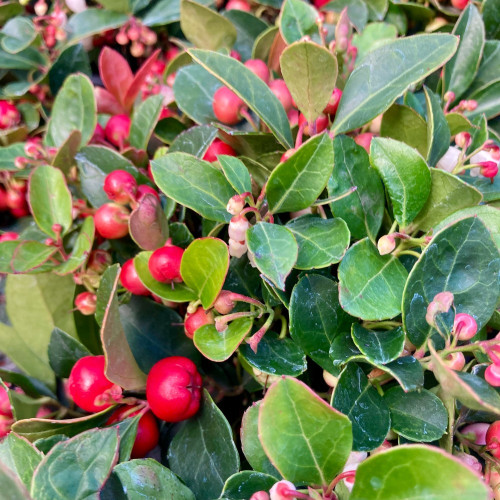 Gaultheria