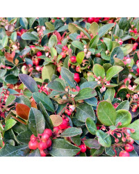Gaultheria