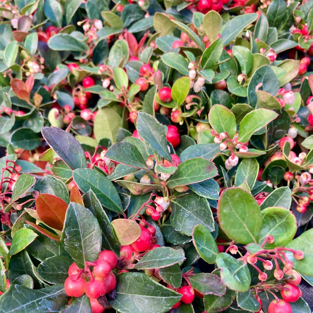 Acheter Gaultheria vivace pas cher sur Coclicoh