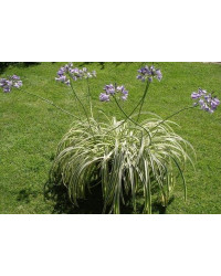 Agapanthe Agapanthus Sivermoon