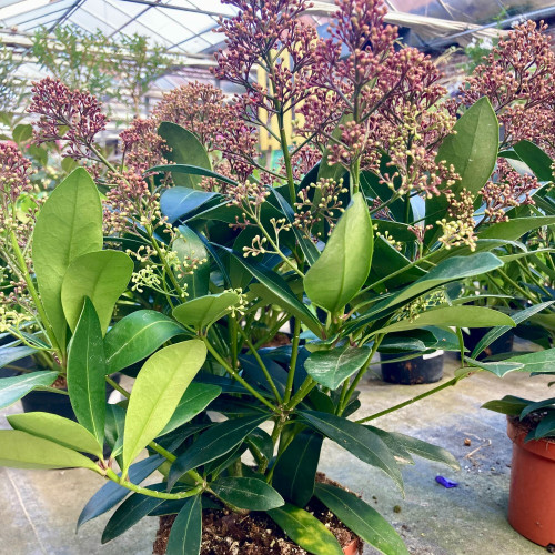 Skimmia Japonica vivace rouge