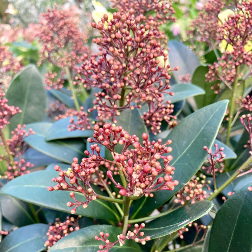 Skimmia Japonica vivace rouge