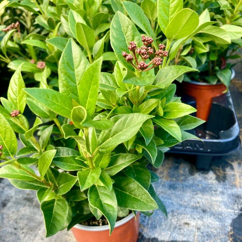 Viburnum Tinus blanc