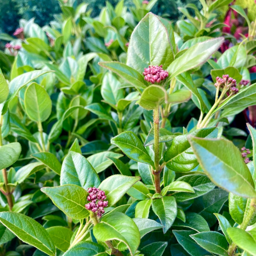 Viburnum Tinus blanc